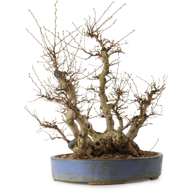 Carpinus coreana, 67 cm, ± 40 ans, avec un nebari de 49 cm