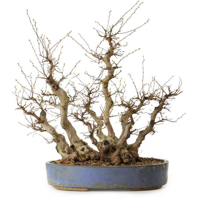 Carpinus coreana, 67 cm, ± 40 jaar oud, met een nebari van 49 cm