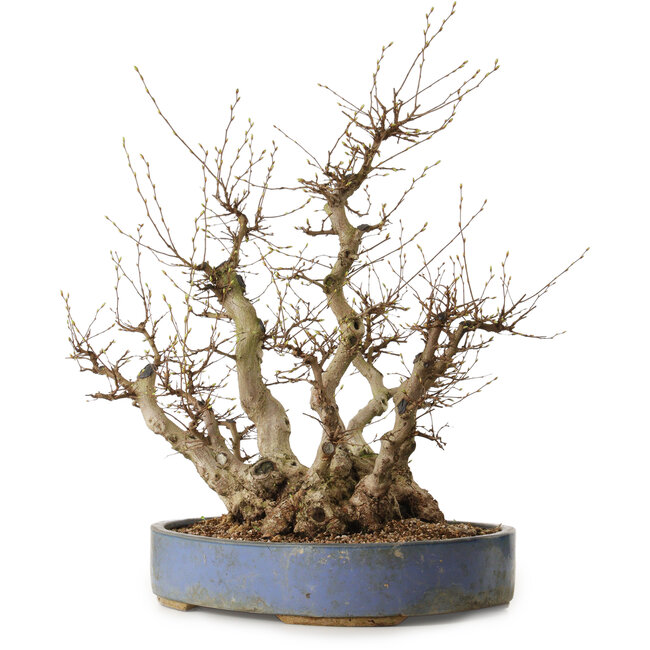 Carpinus coreana, 67 cm, ± 40 anni, con nebari di 49 cm
