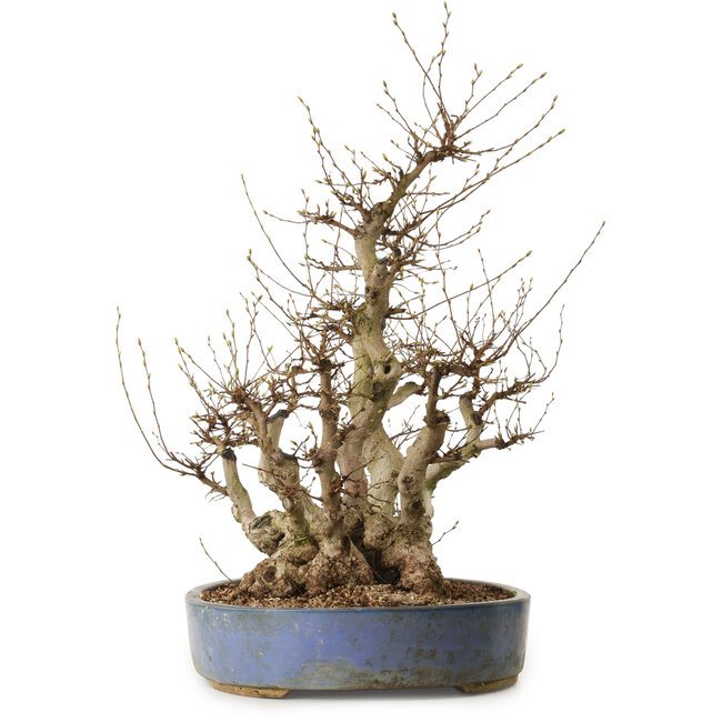 Carpinus coreana, 67 cm, ± 40 Jahre alt, mit einem Nebari von 49 cm
