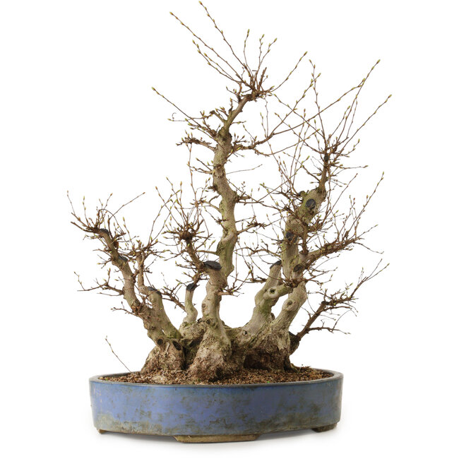 Carpinus coreana, 67 cm, ± 40 years old, with a nebari of 49 cm
