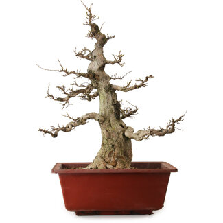 Carpinus coreana, 68 cm, ± 35 years old