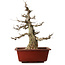 Carpinus coreana, 68 cm, ± 35 years old, with a nebari of 20 cm