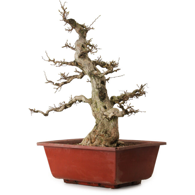 Carpinus coreana, 68 cm, ± 35 years old, with a nebari of 20 cm