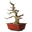 Carpinus coreana, 68 cm, ± 35 anni, con nebari di 20 cm