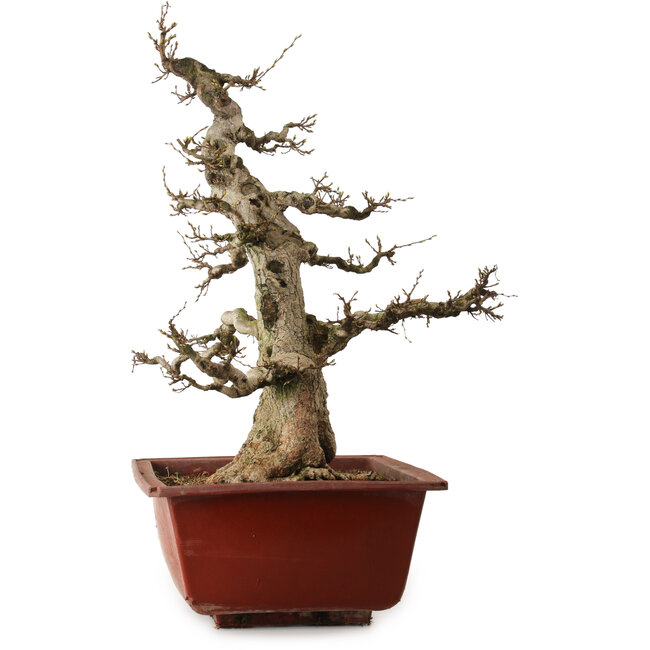 Carpinus coreana, 68 cm, ± 35 Jahre alt, mit einem Nebari von 20 cm