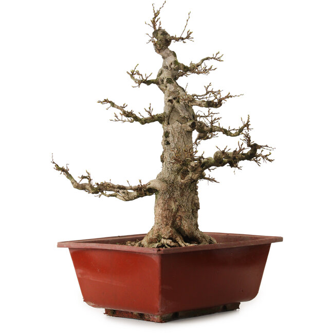 Carpinus coreana, 68 cm, ± 35 ans, avec un nebari de 20 cm
