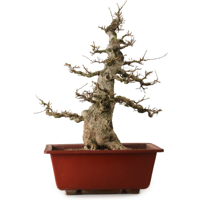 Carpinus coreana, 68 cm, ± 35 jaar oud, met een nebari van 20 cm