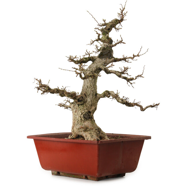Carpinus coreana, 68 cm, ± 35 ans, avec un nebari de 20 cm