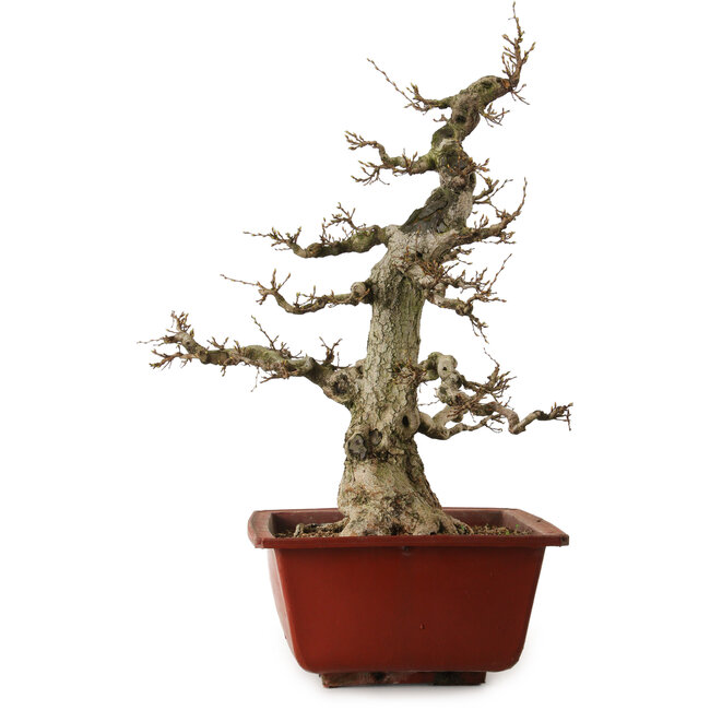 Carpinus coreana, 68 cm, ± 35 años, con un nebari de 20 cm