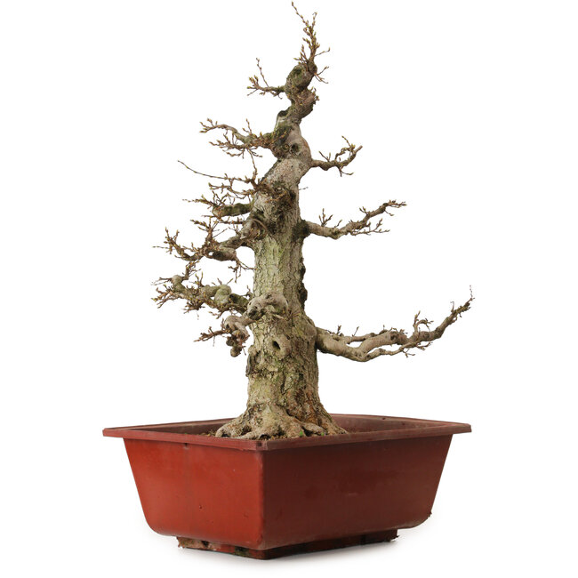 Carpinus coreana, 68 cm, ± 35 ans, avec un nebari de 20 cm