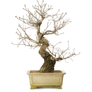 Quercus serrata, 72 cm, ± 35 años de edad