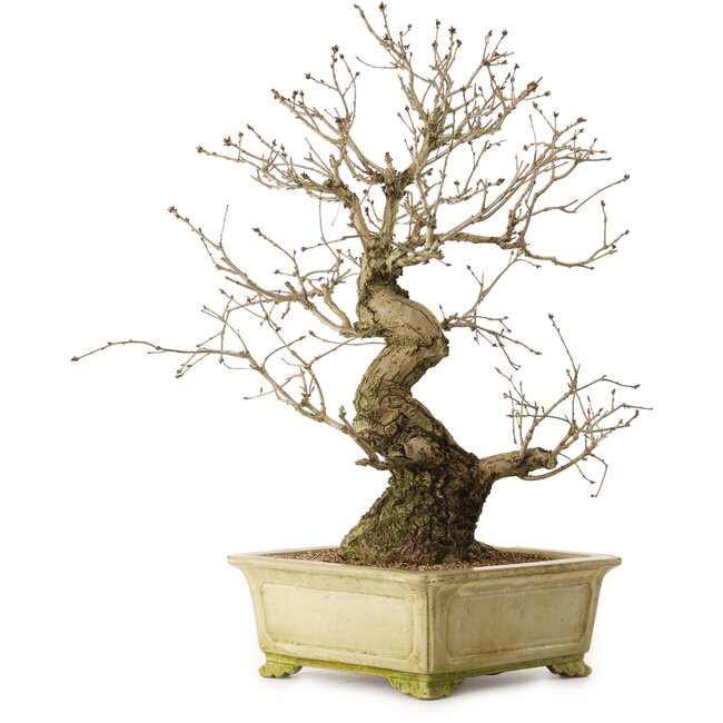 Quercus serrata, 72 cm, ± 35 jaar oud, met een nebari van 27 cm