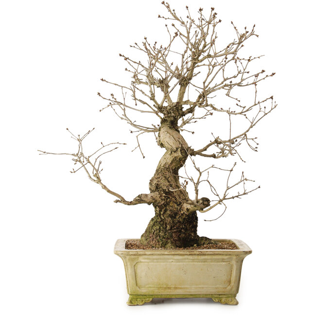 Quercus serrata, 72 cm, ± 35 años, con un nebari de 27 cm
