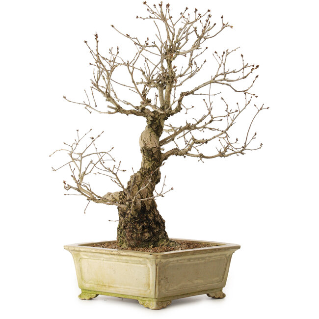 Quercus serrata, 72 cm, ± 35 years old, with a nebari of 27 cm