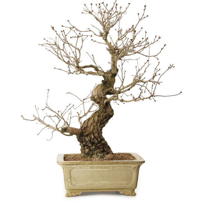 Quercus serrata, 72 cm, ± 35 years old, with a nebari of 27 cm