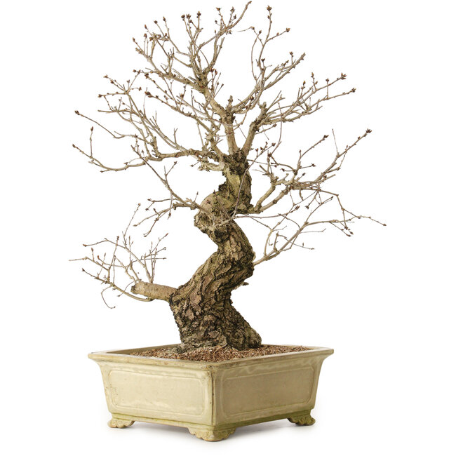 Quercus serrata, 72 cm, ± 35 years old, with a nebari of 27 cm