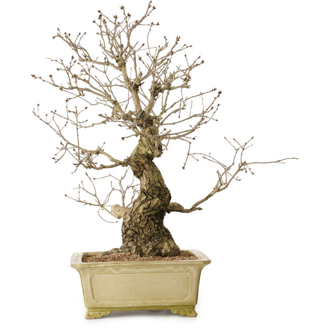 Quercus serrata, 72 cm, ± 35 years old, with a nebari of 27 cm