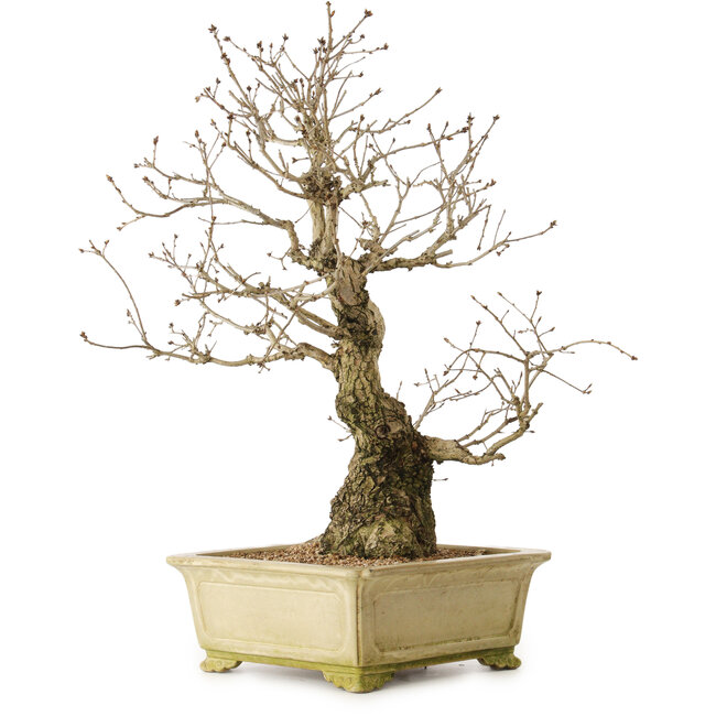 Quercus serrata, 72 cm, ± 35 años, con un nebari de 27 cm