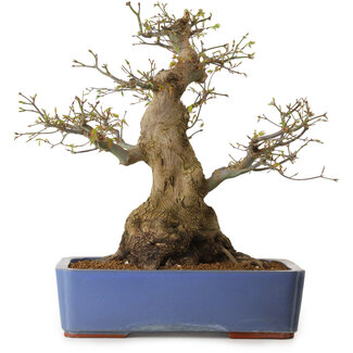 Acer palmatum, 50 cm, ± 20 Jahre alt