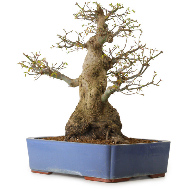 Acer palmatum, 50 cm, ± 20 ans, avec un nebari de 30 cm