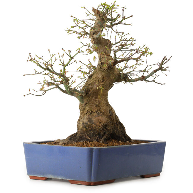 Acer palmatum, 50 cm, ± 20 anni, con nebari di 30 cm