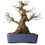 Acer palmatum, 50 cm, ± 20 jaar oud, met een nebari van 30 cm