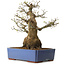 Acer palmatum, 50 cm, ± 20 years old, with a nebari of 30 cm