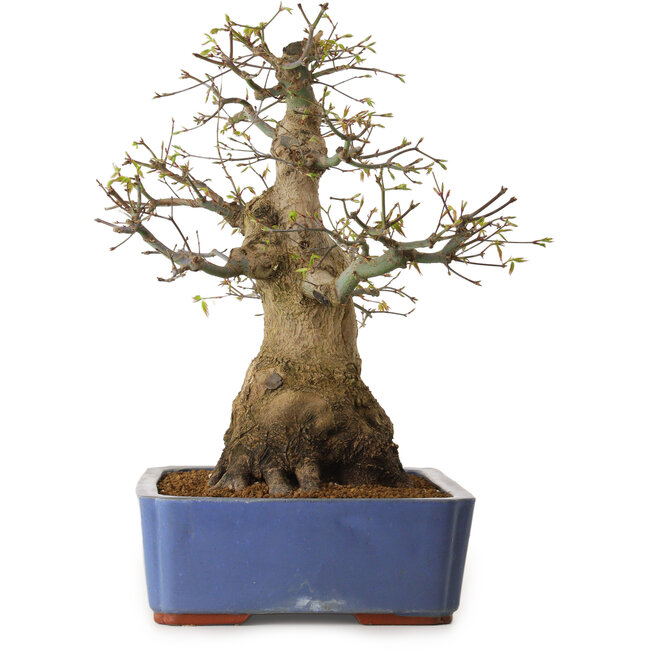 Acer palmatum, 50 cm, ± 20 years old, with a nebari of 30 cm