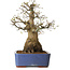 Acer palmatum, 50 cm, ± 20 years old, with a nebari of 30 cm