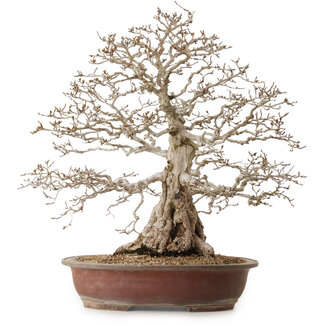 Carpinus coreana, 62 cm, ± 30 years old