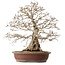 Carpinus coreana, 62 cm, ± 30 jaar oud, met een nebari van 26 cm