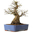 Acer palmatum, 50 cm, ± 20 years old, with a nebari of 30 cm
