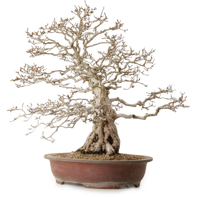 Carpinus coreana, 62 cm, ± 30 anni, con nebari di 26 cm