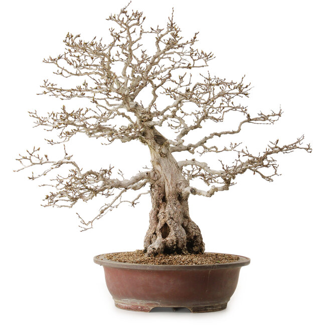 Carpinus coreana, 62 cm, ± 30 ans, avec un nebari de 26 cm
