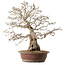 Carpinus coreana, 62 cm, ± 30 anni, con nebari di 26 cm