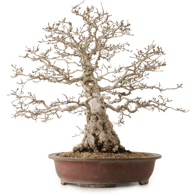 Carpinus coreana, 62 cm, ± 30 ans, avec un nebari de 26 cm