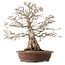 Carpinus coreana, 62 cm, ± 30 years old, with a nebari of 26 cm