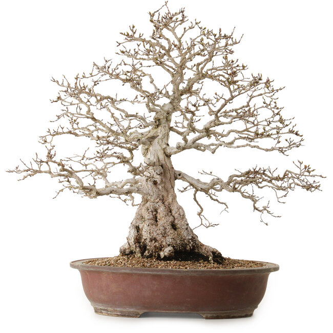 Carpinus coreana, 62 cm, ± 30 years old, with a nebari of 26 cm