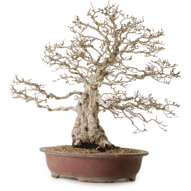 Carpinus coreana, 62 cm, ± 30 anni, con nebari di 26 cm