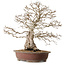 Carpinus coreana, 62 cm, ± 30 ans, avec un nebari de 26 cm