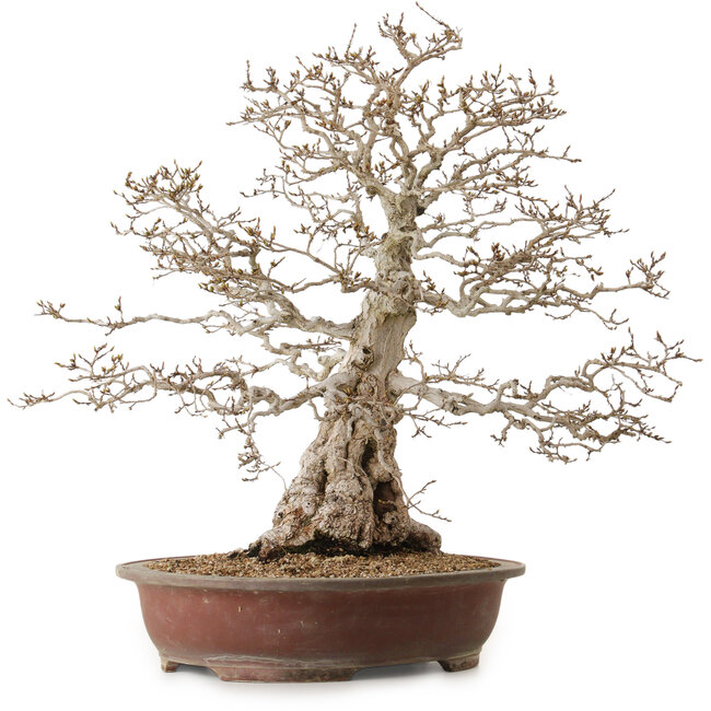 Carpinus coreana, 62 cm, ± 30 ans, avec un nebari de 26 cm