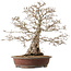 Carpinus coreana, 62 cm, ± 30 jaar oud, met een nebari van 26 cm