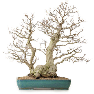 Carpinus coreana, 68 cm, ± 40 Jahre alt