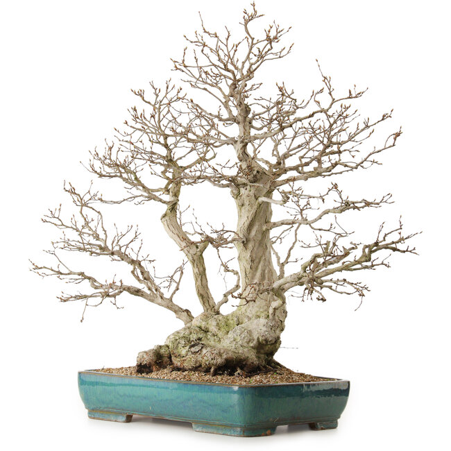 Carpinus coreana, 68 cm, ± 40 años, con un nebari de 27 cm