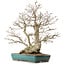 Carpinus coreana, 68 cm, ± 40 ans, avec un nebari de 27 cm