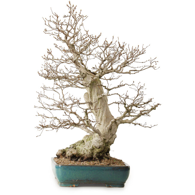 Carpinus coreana, 68 cm, ± 40 years old, with a nebari of 27 cm