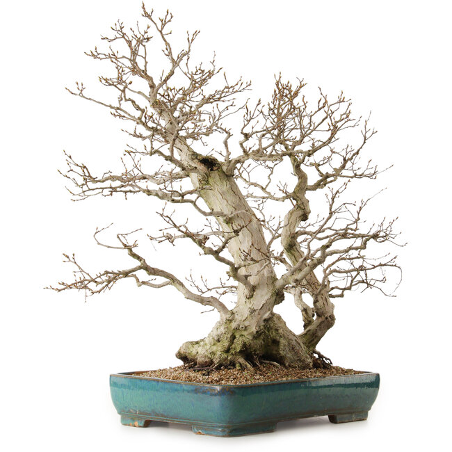 Carpinus coreana, 68 cm, ± 40 años, con un nebari de 27 cm