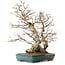 Carpinus coreana, 68 cm, ± 40 ans, avec un nebari de 27 cm