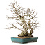 Carpinus coreana, 68 cm, ± 40 years old, with a nebari of 27 cm